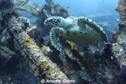Hawksbill Turtle, USAT Liberty, Nauticam NA_D7000v Tokina... by Andrew Green 